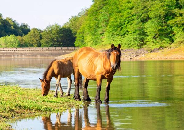 Dos caballos junto al embalse de Leurtza